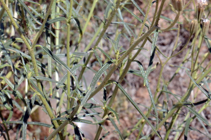 Desert Palafox has green or gray-green leaves, mostly narrow (linear) and curved back as shown here; look carefully and note the leaves have a short petiole holding it to the stem. The leaves may be covered with dense white hairs (canescent). Palafoxia arida